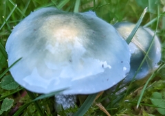 Stropharia caerulea