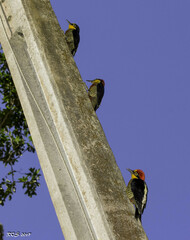 Melanerpes flavifrons