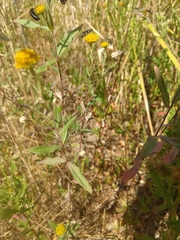 Phyciodes pulchella camillus
