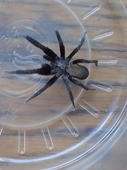 Kukulcania hibernalis