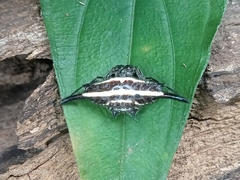 Gasteracantha diardi