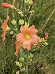 Sphaeralcea angustifolia lobata
