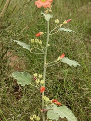 Sphaeralcea angustifolia lobata