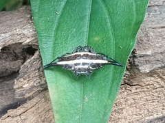 Gasteracantha diardi