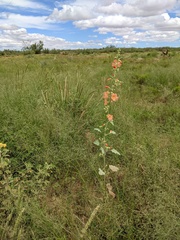 Sphaeralcea angustifolia lobata