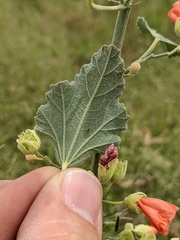Sphaeralcea angustifolia lobata