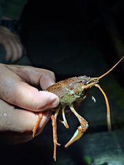 Pontastacus leptodactylus