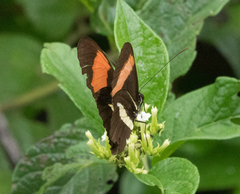 Heliconius melpomene