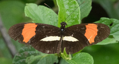 Heliconius melpomene