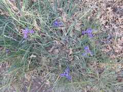 Iris hartwegii australis