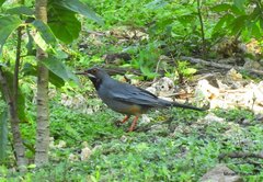 Turdus plumbeus