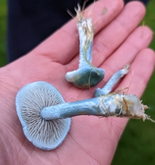 Stropharia caerulea
