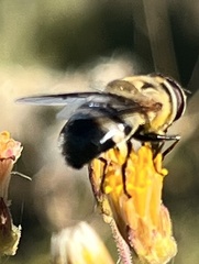 Copestylum apiciferum