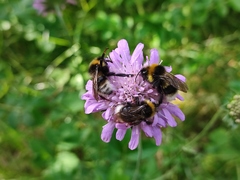 Bombus