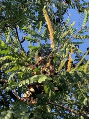 Adenanthera microsperma