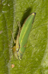 Graphogonalia