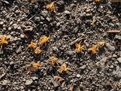 Adenanthera microsperma