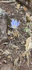 Crocus pallasii