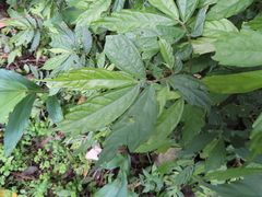 Elatostema lineolatum