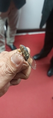 Pterygota