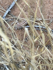 Trachylepis occidentalis