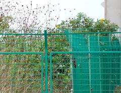 Tithonia diversifolia