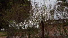 Tithonia diversifolia