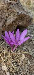 Colchicum feinbruniae