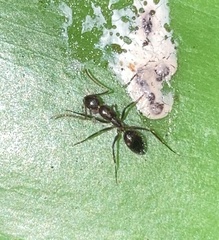 Camponotus sexguttatus