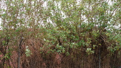 Tithonia diversifolia