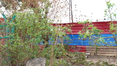 Tithonia diversifolia