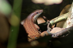 Eutropis rudis