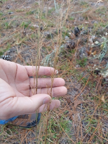 Image of Big Three-Awn (Aristida condensata) by (c) Athena Philips, some rights reserved (CC BY)