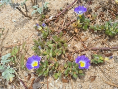 Nolana paradoxa