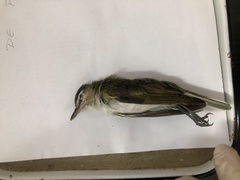Vireonidae