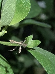 Pterophoridae
