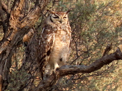 Bubo africanus africanus