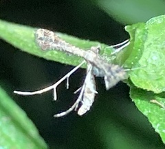 Pterophoridae