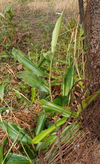 Aframomum alboviolaceum