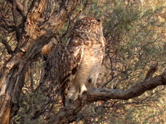 Bubo africanus africanus