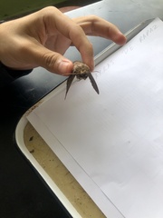 Vireonidae