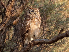 Bubo africanus africanus