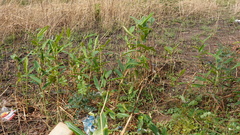 Aframomum alboviolaceum