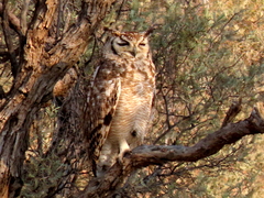 Bubo africanus africanus