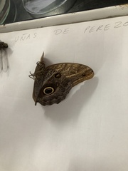 Vireonidae
