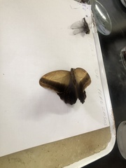 Vireonidae