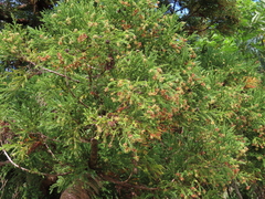 Cryptomeria japonica