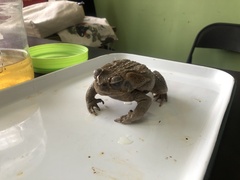 Vireonidae