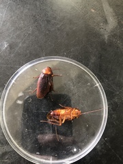 Vireonidae