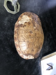 Vireonidae